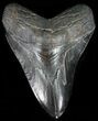 Serrated, Black, Fossil Megalodon Tooth - Georgia #56352-1